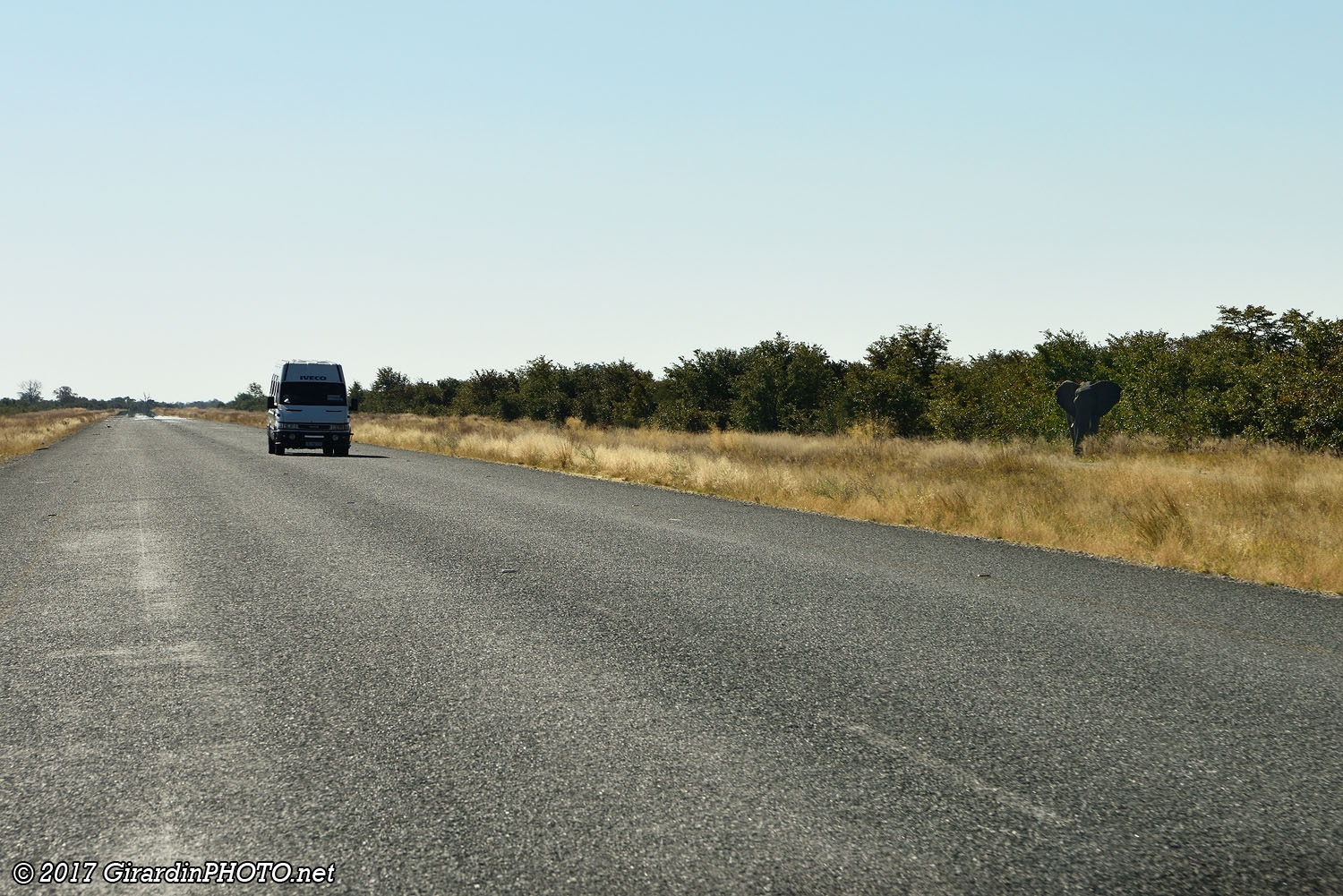 Eléphant au bord de la route
