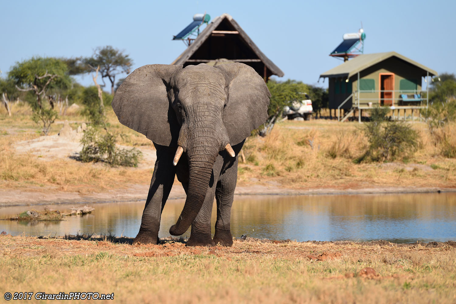 Eléphant Amarula