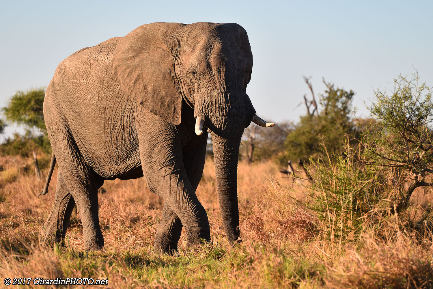 Défilé d'éléphants près des sanitaires