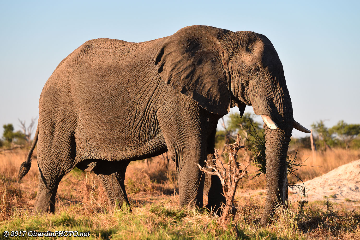 Défilé d'éléphants près des sanitaires
