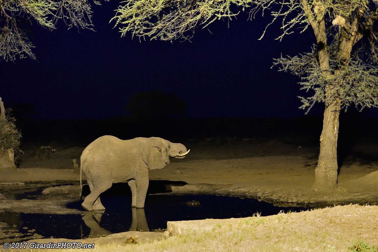 Eléphants au point d'eau depuis notre chalet