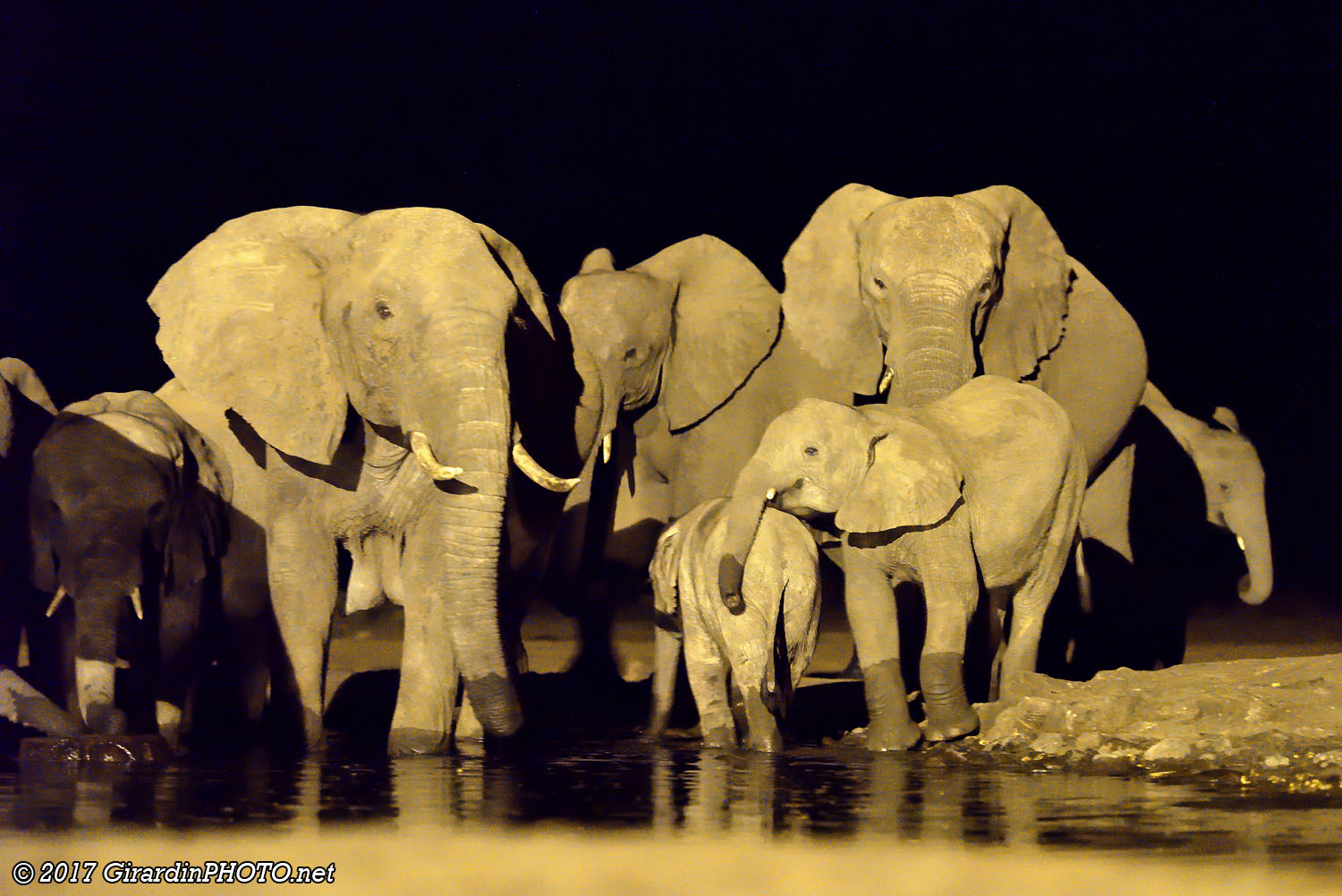 Eléphants au point d'eau depuis le bunker
