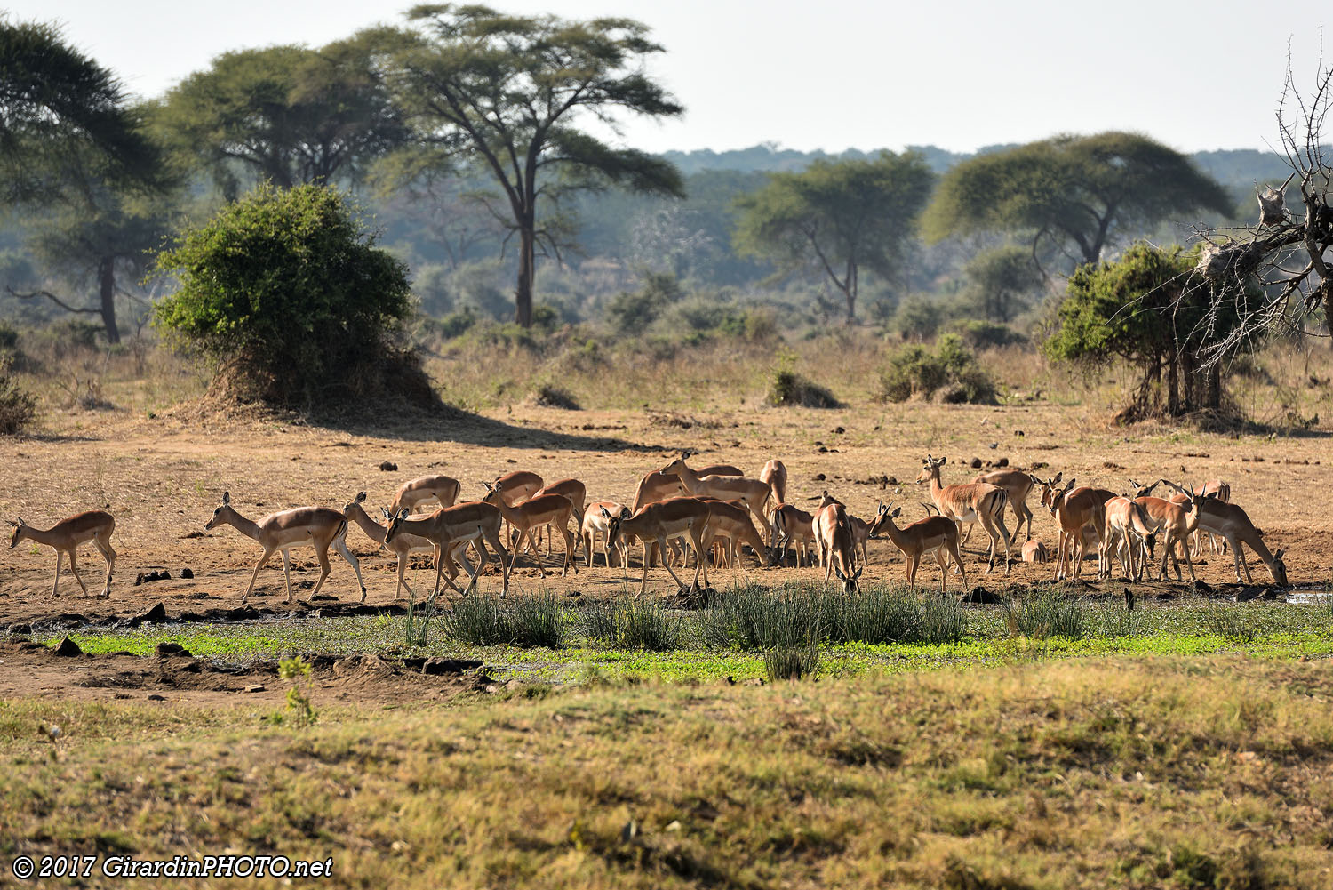 Impalas au point d'eau