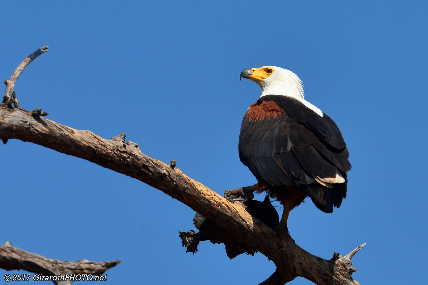 Aigle pêcheur vocifère