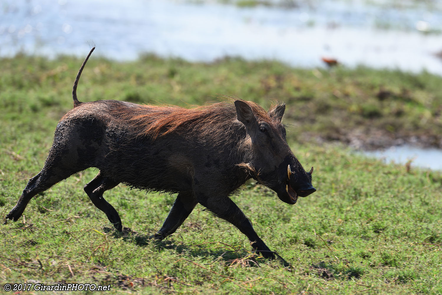 Phacochère au trot