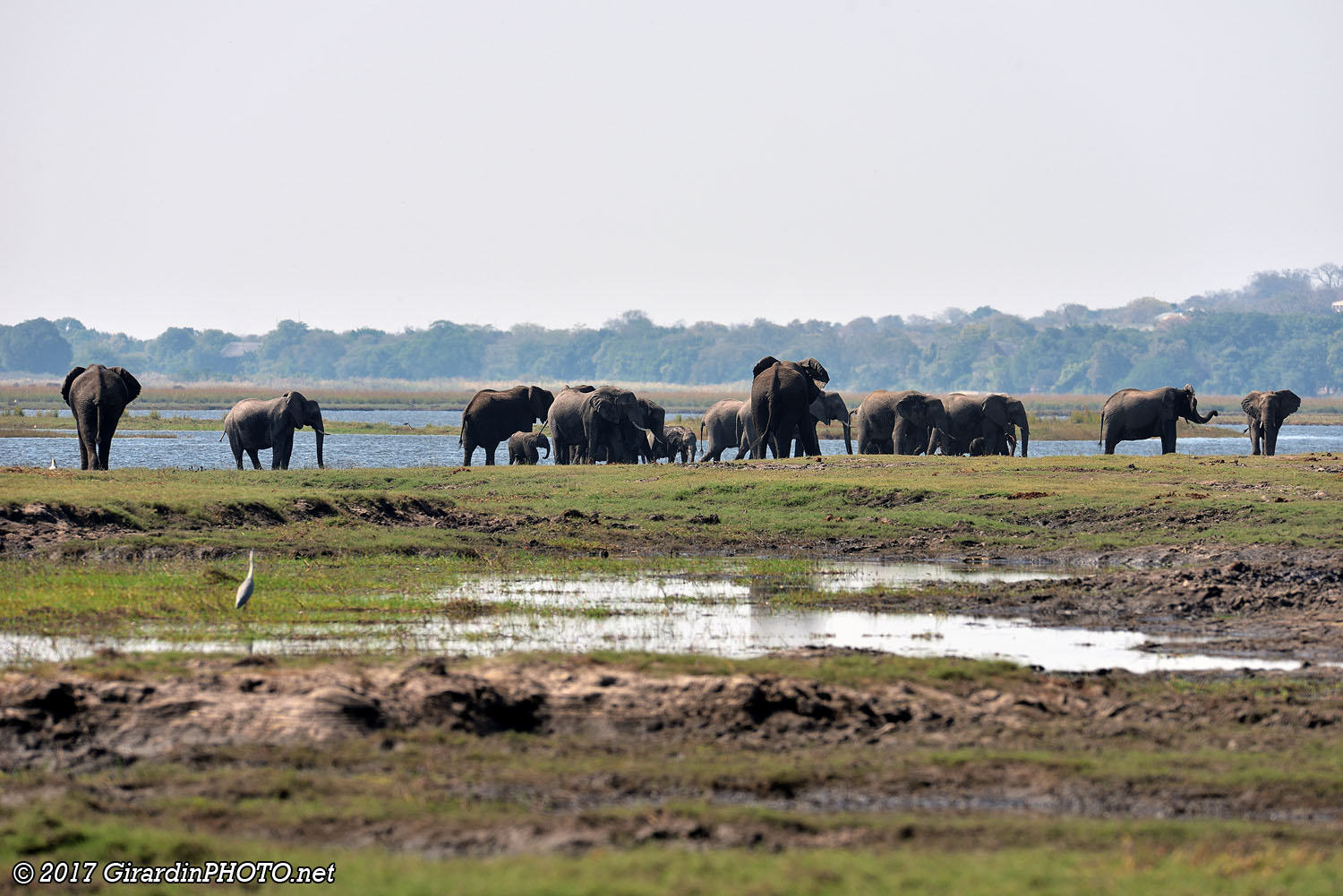 Troupeau d'éléphants