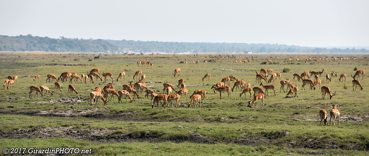 Impalas à perte de vue