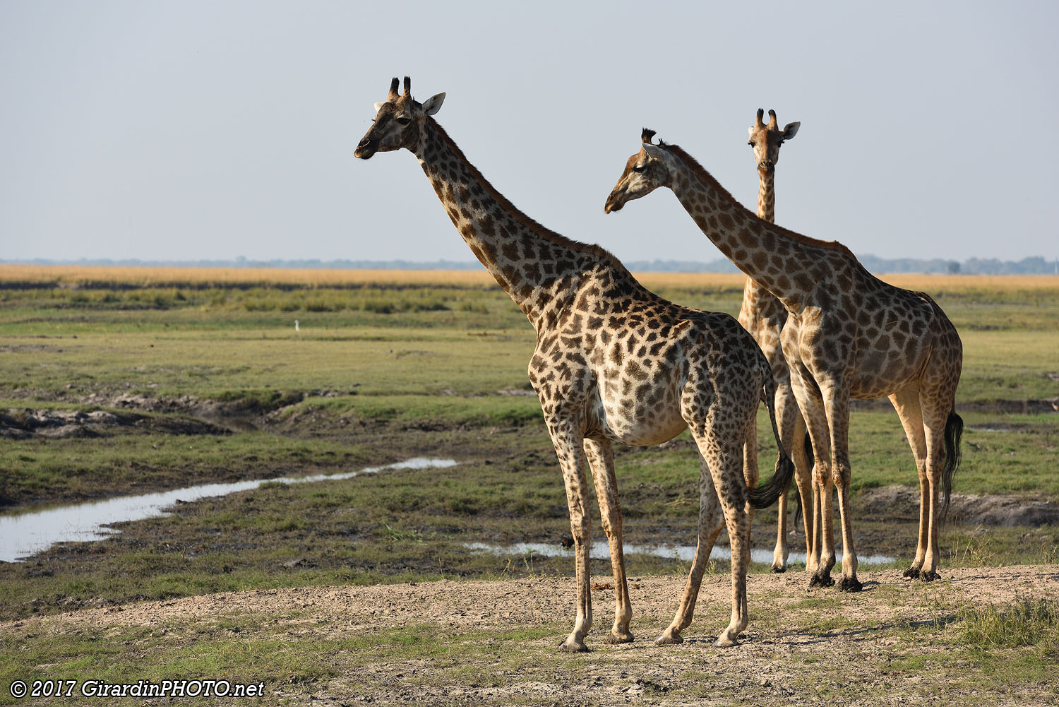 Girafes