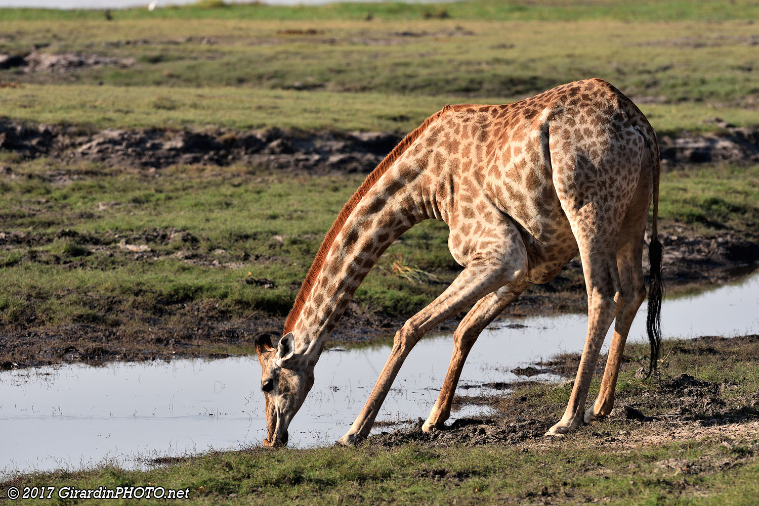 Pas pratique de boire pour une girafe !