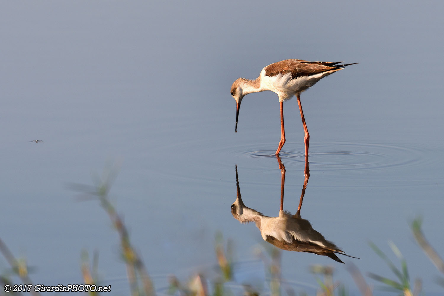 Echasse blanche