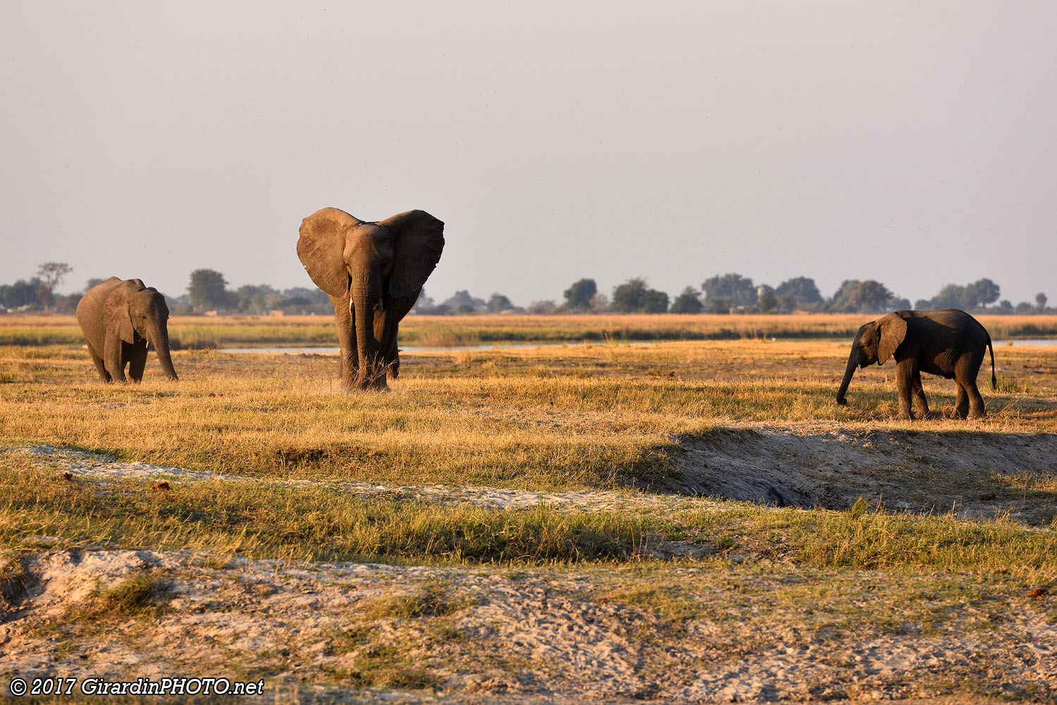 Eléphants