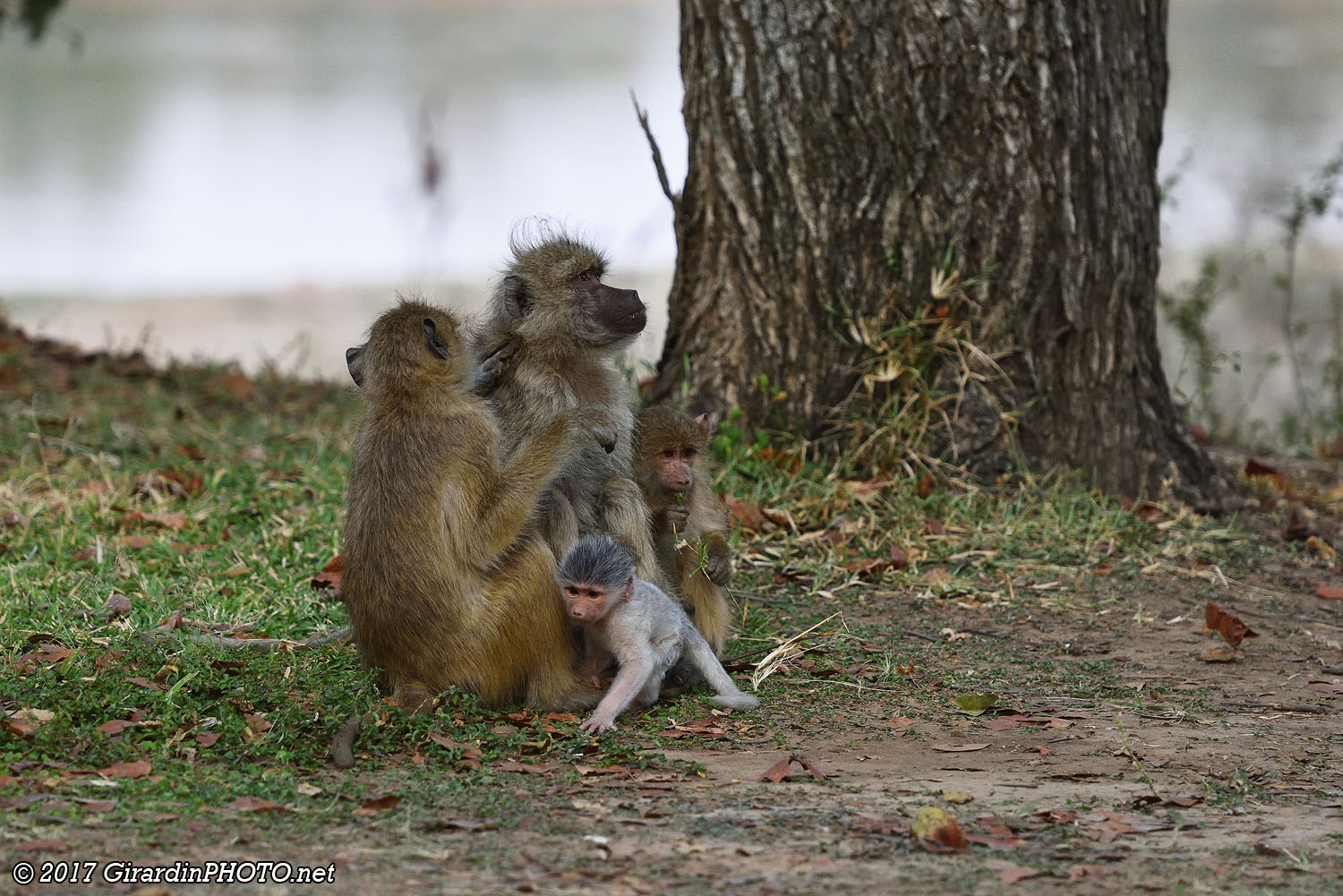 Famille de babouins