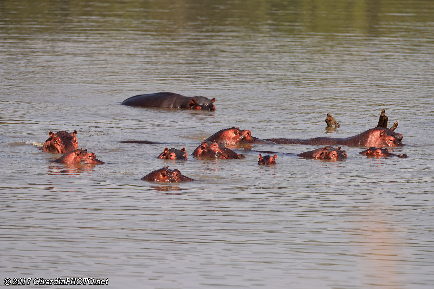 Hippopotames