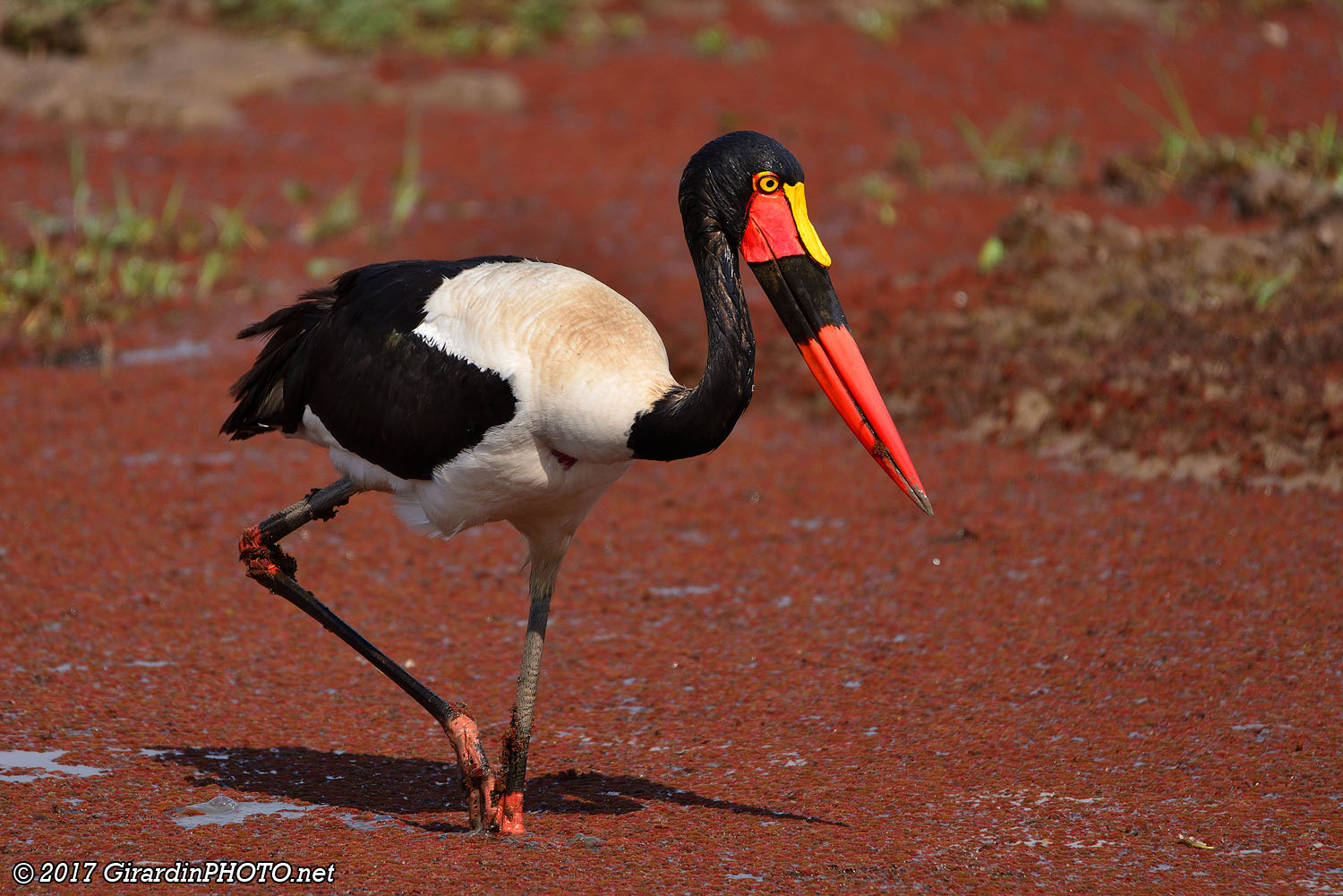 Jabiru du Sénégal