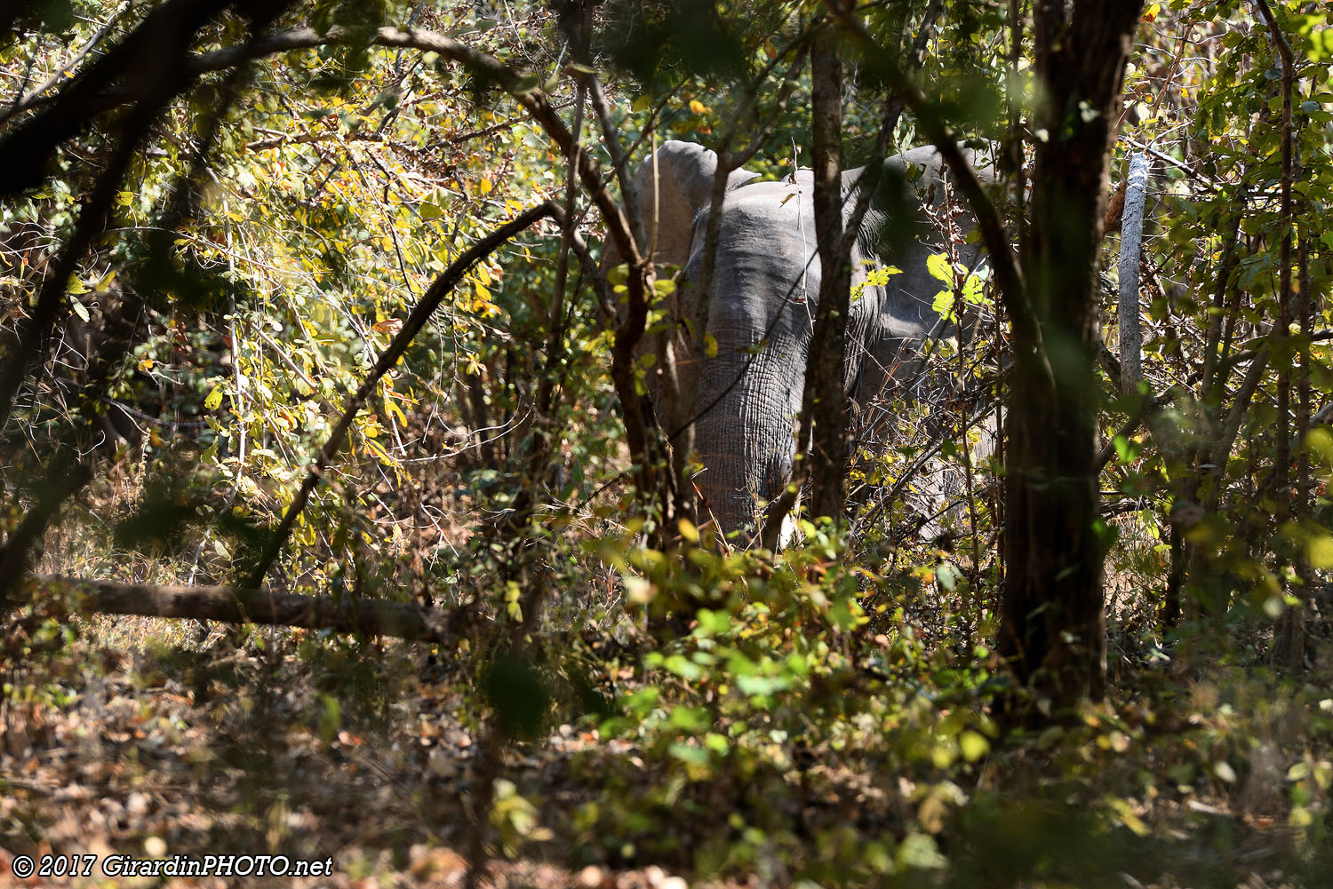La forêt peut cacher un éléphant !
