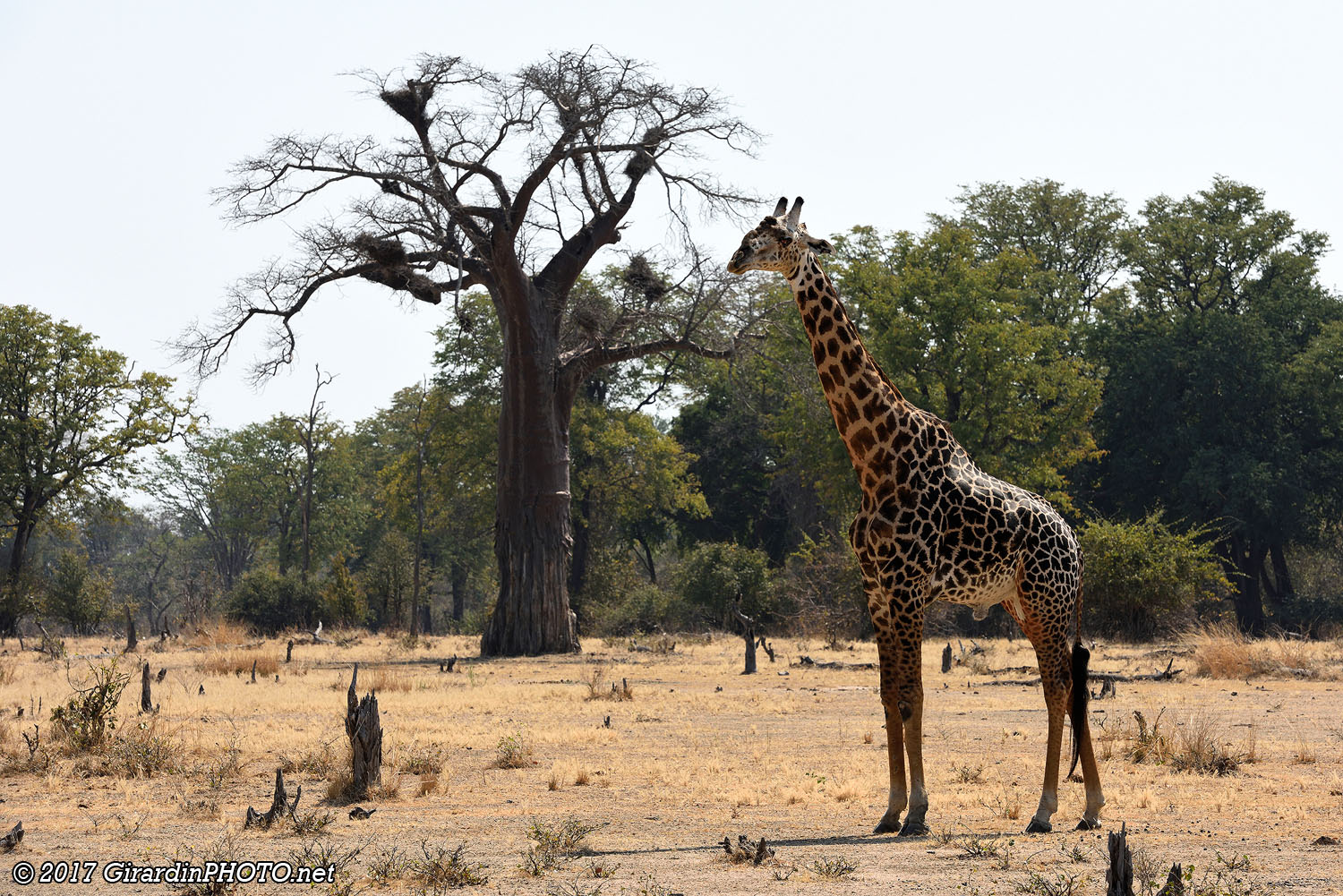 Girafe de Rhodésie et baobab