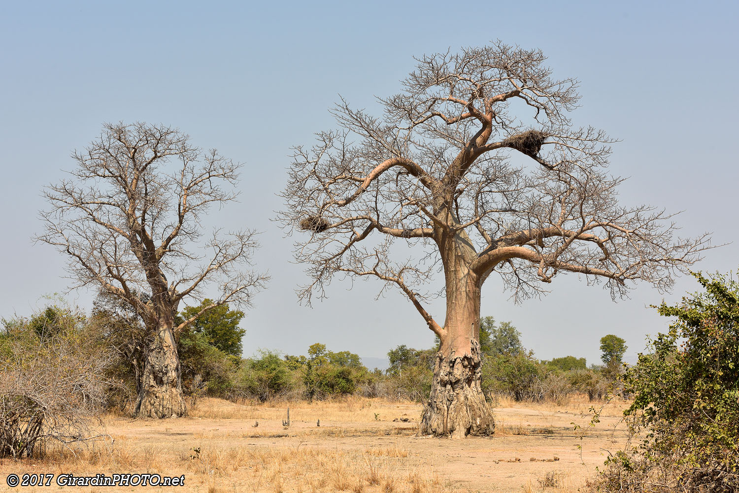 Twin Baobab