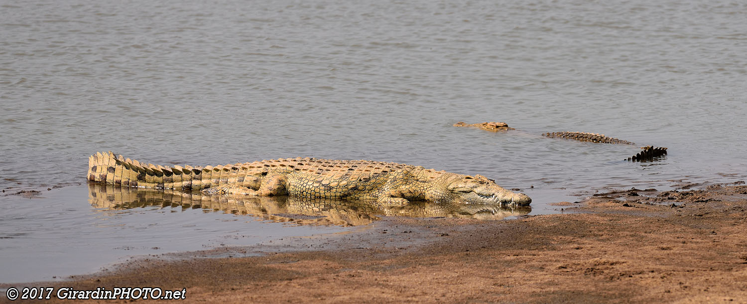 Crocodiles du Nil