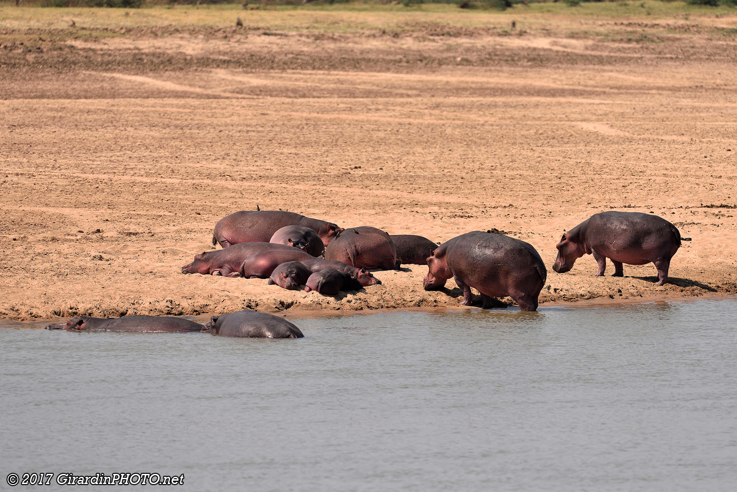 Bain de soleil pour les hippos