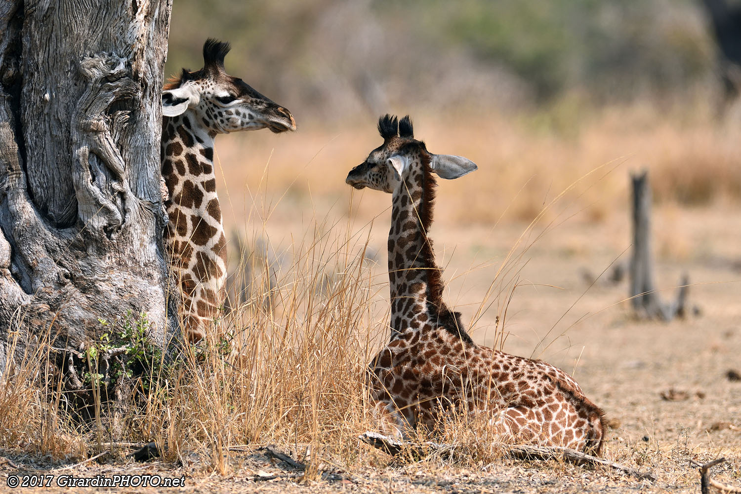 Girafons de Rhodésie