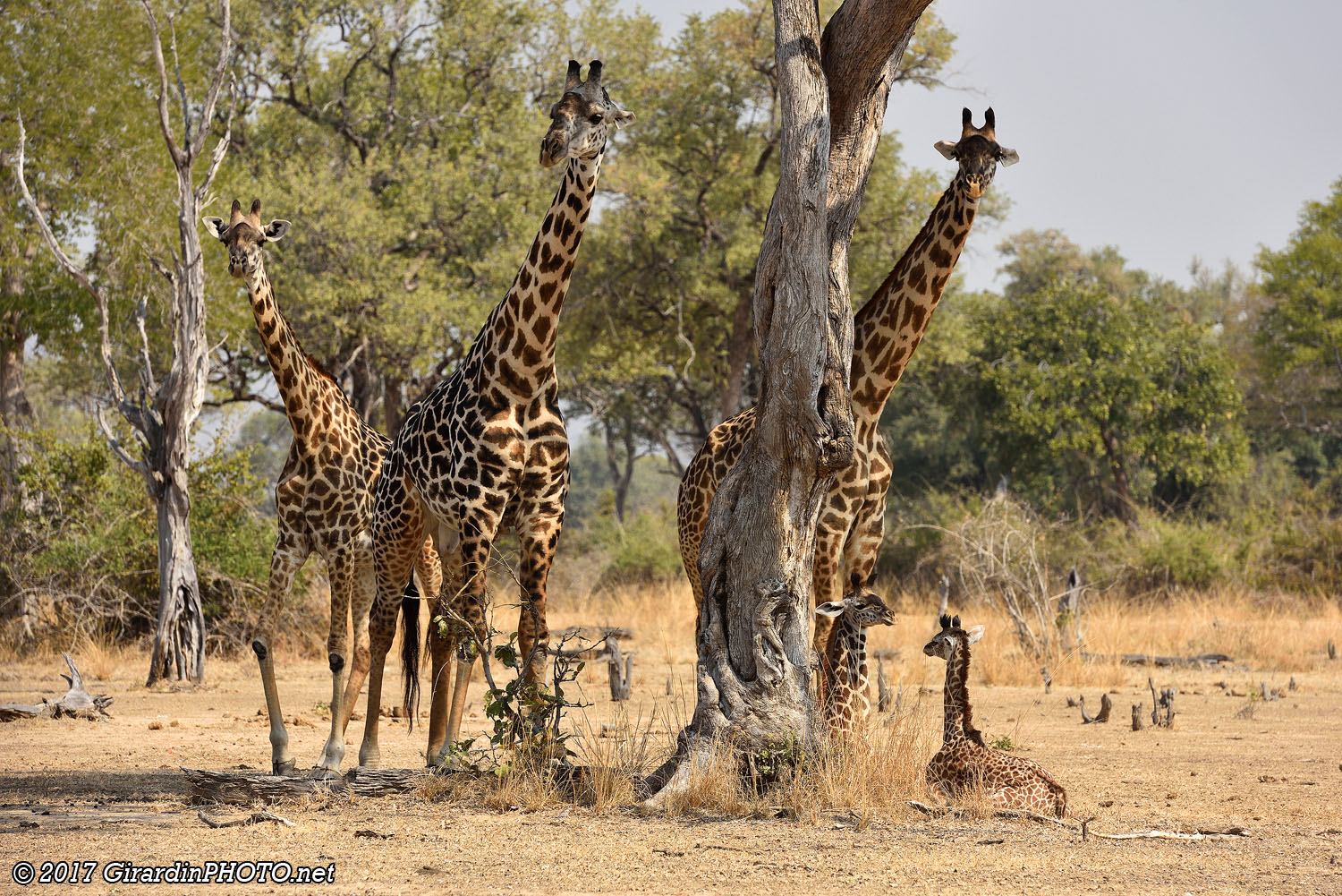 Famille de girafes de Rhodésie