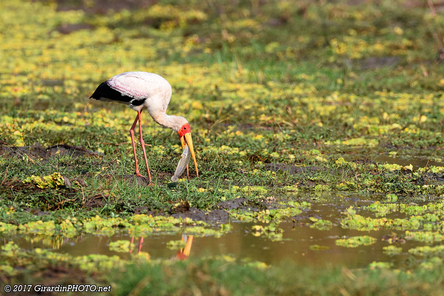 Tantale ibis et une belle prise
