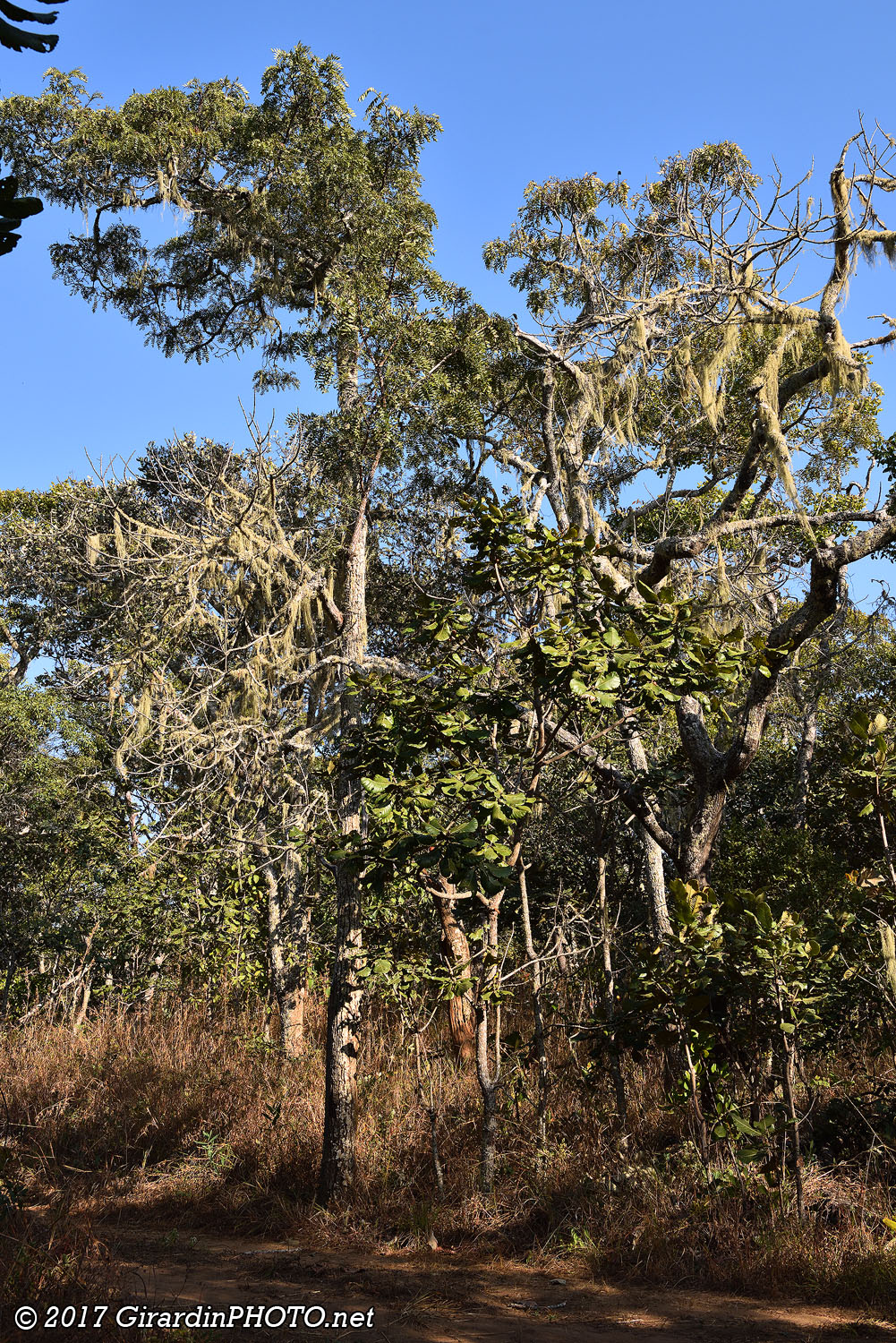 Forêt