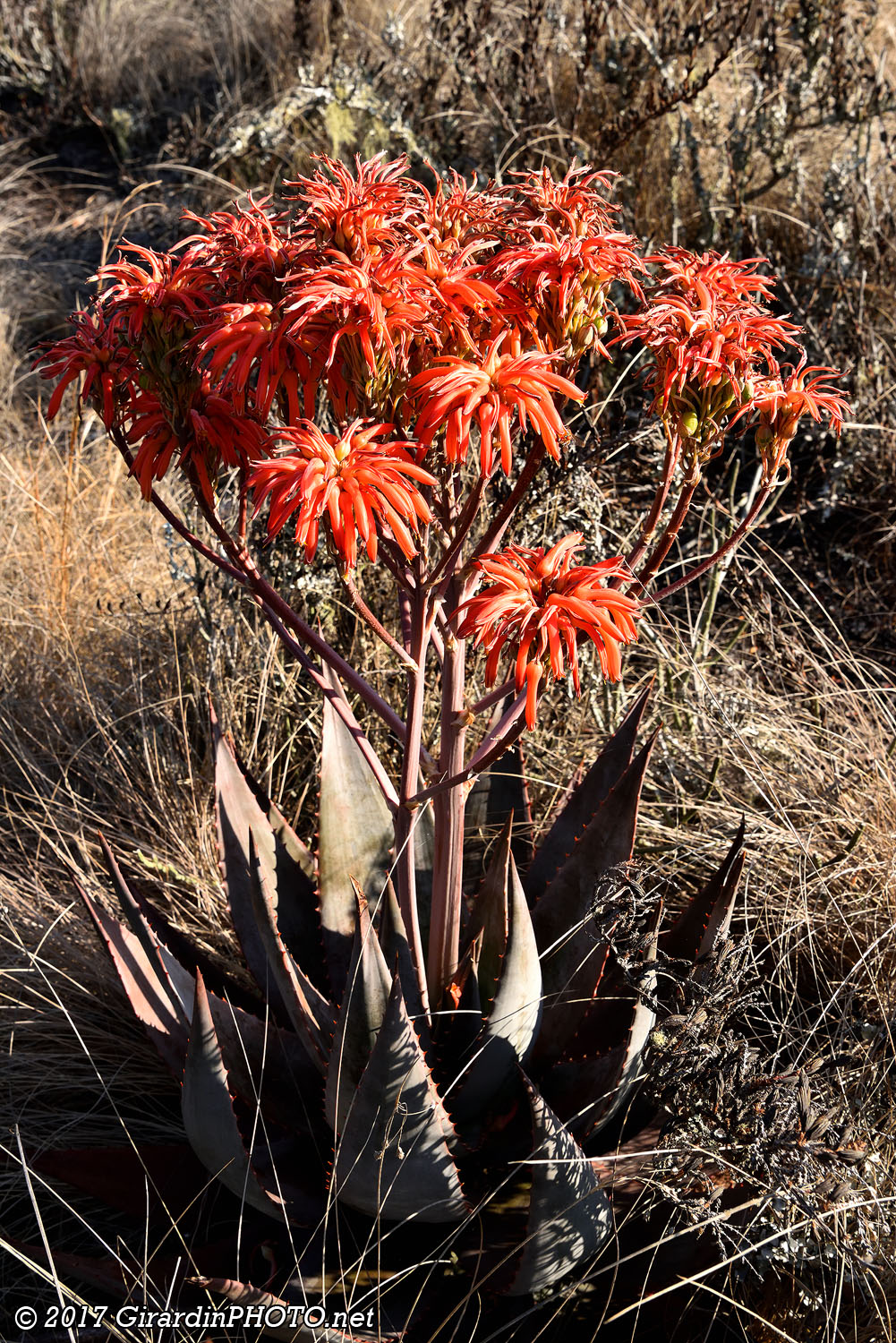 Aloe Vera en fleurs