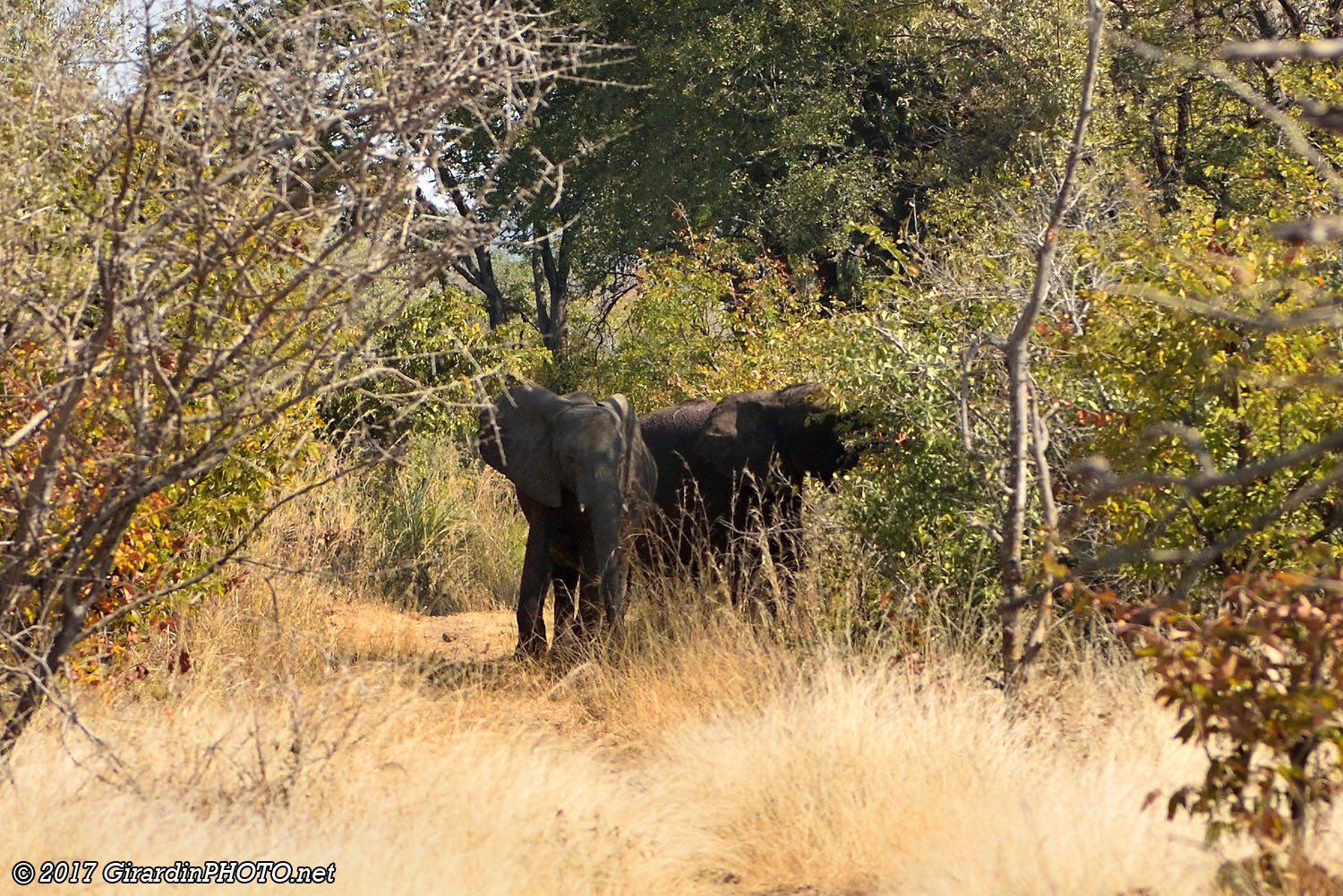 Eléphants du Parc National Mosi-oa-Tunya