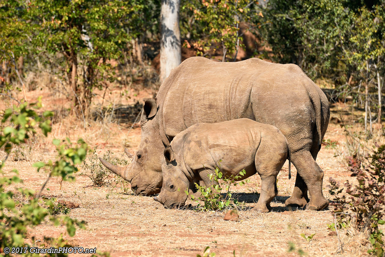 Maman rhinocéros blanc et son petit