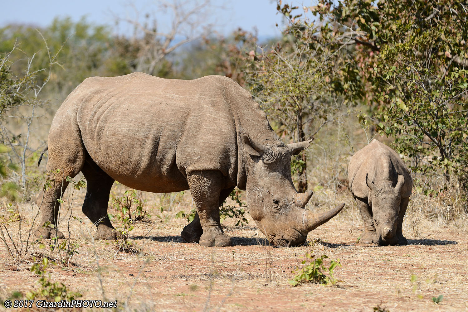 Maman rhinocéros blanc et son petit