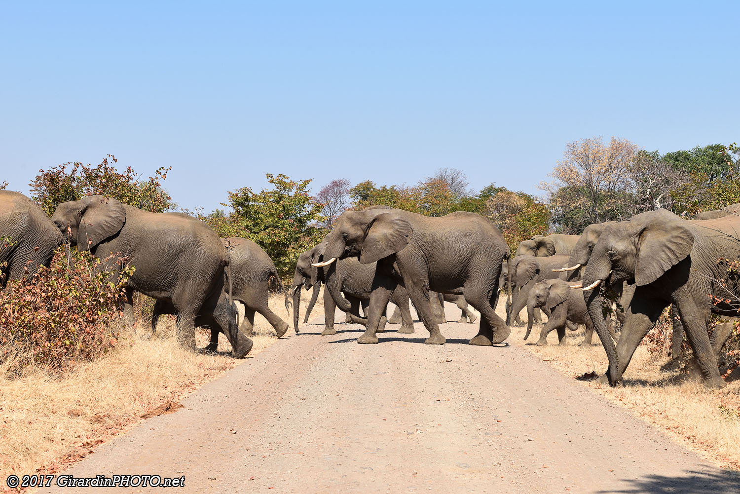 Elephants crossing