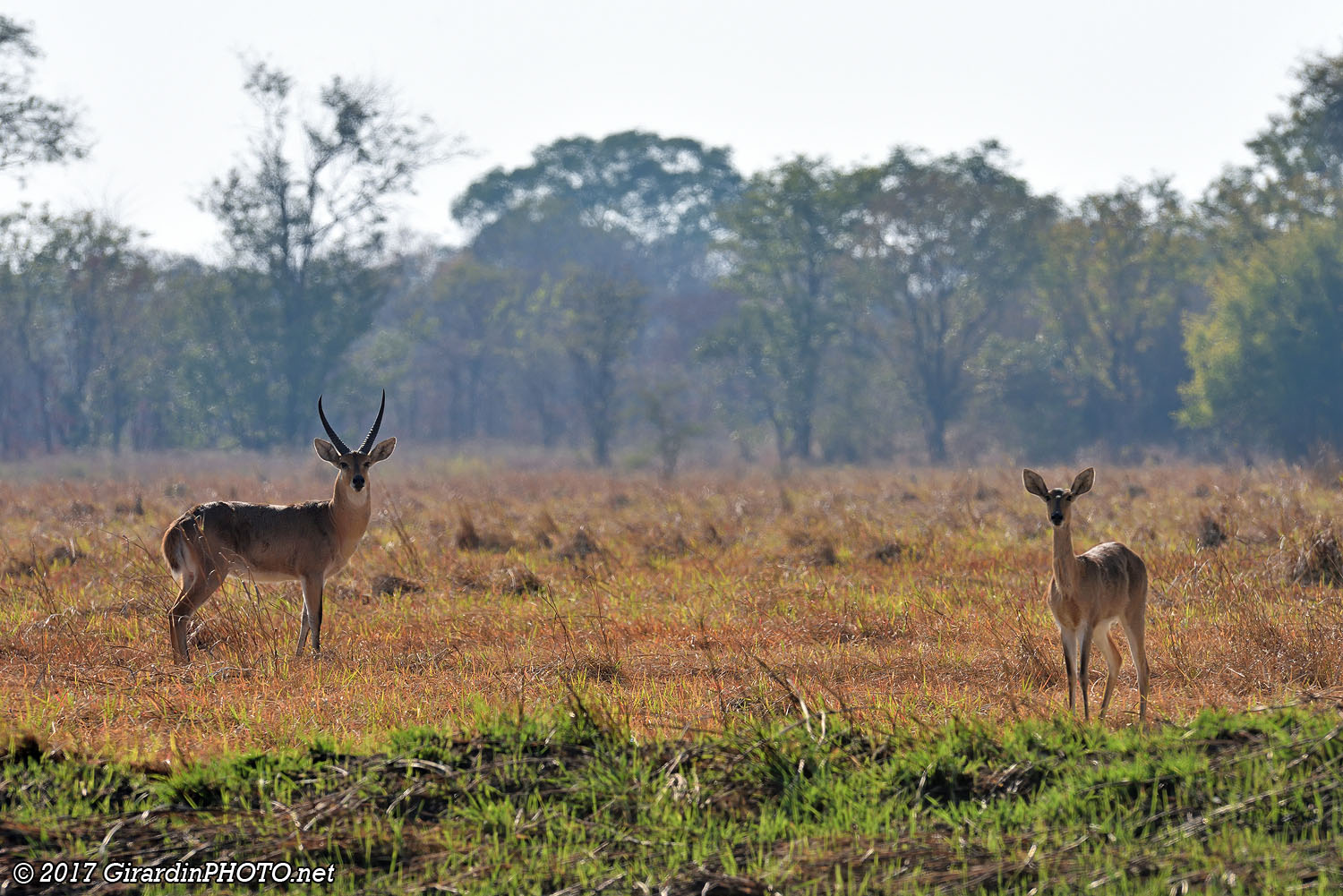 Couple de grands cobes des roseaux