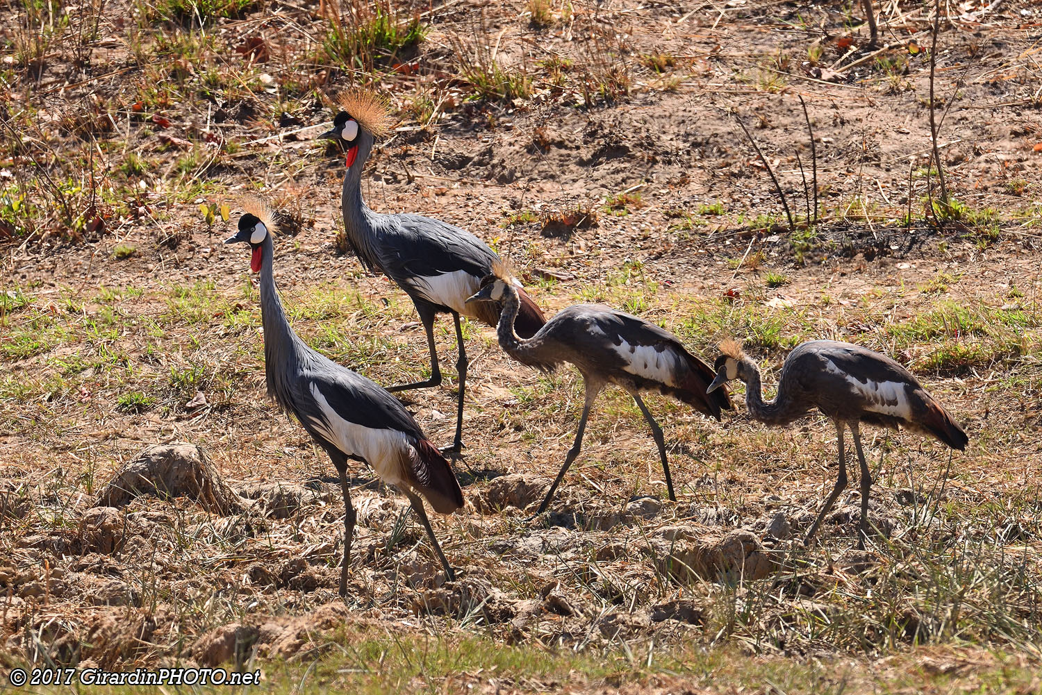 Famille de grues royales au bord de la route M9