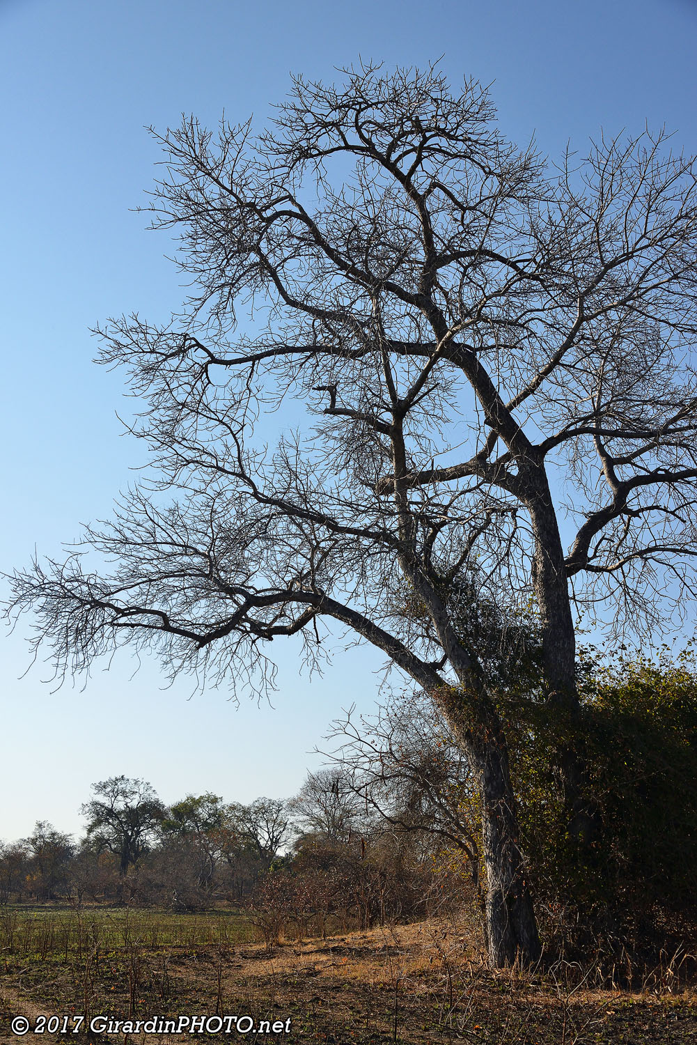 Marula Tree