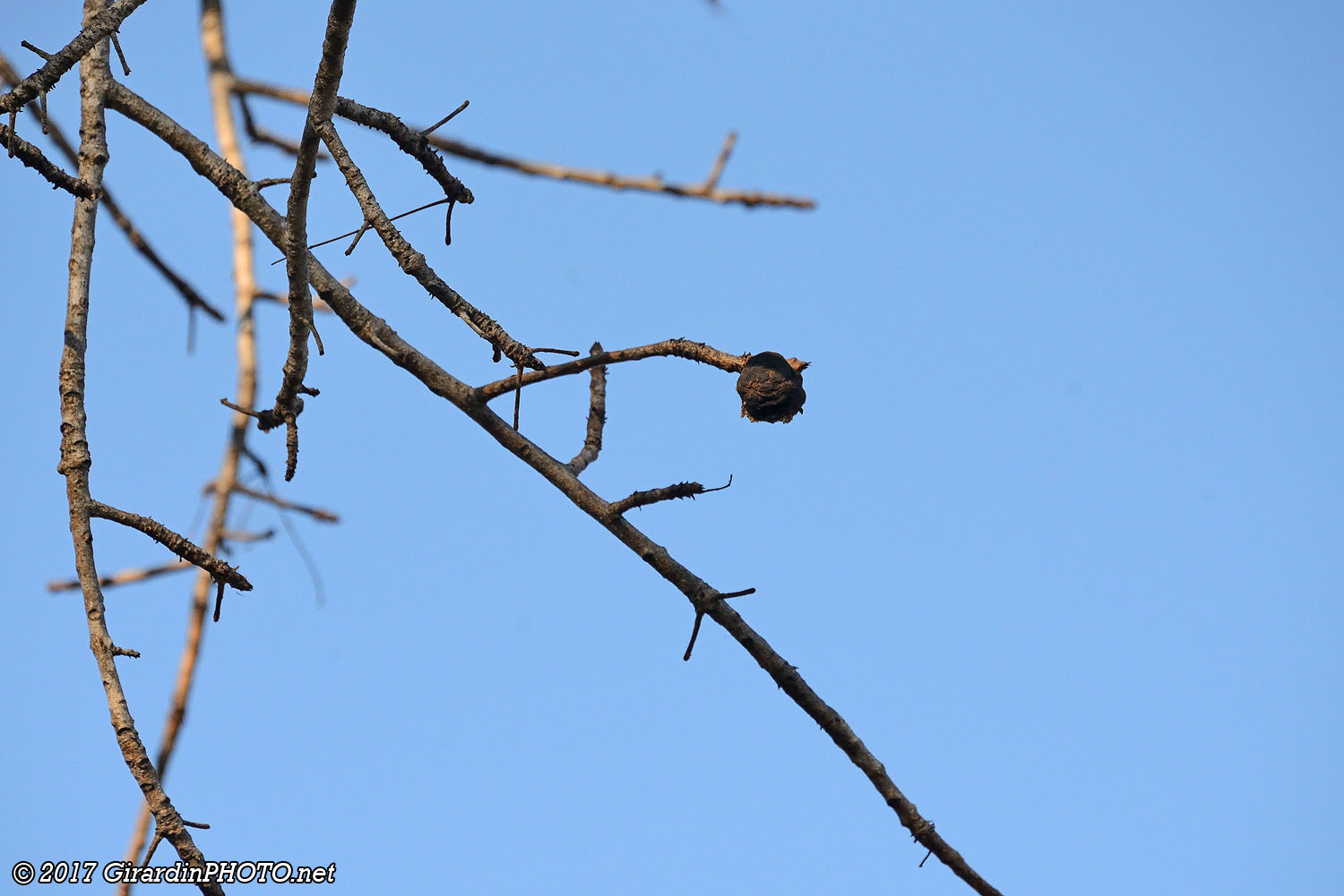 Il reste encore une prune de marula toute sèche
