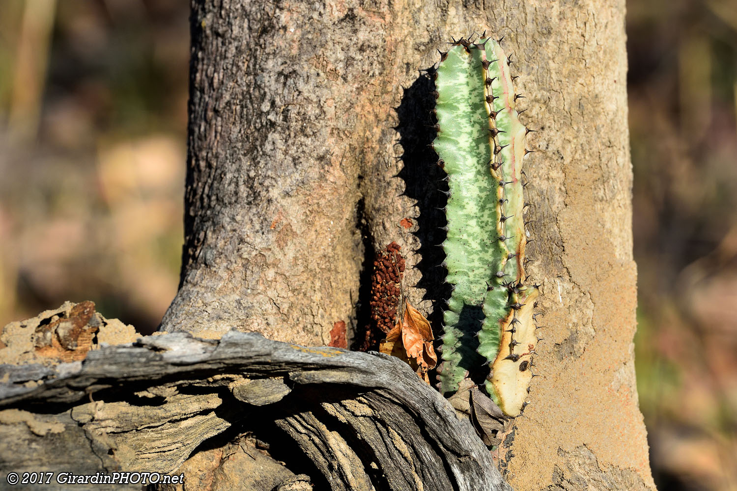 Le cactus profite de la toxicité de l'arbre pour se protéger