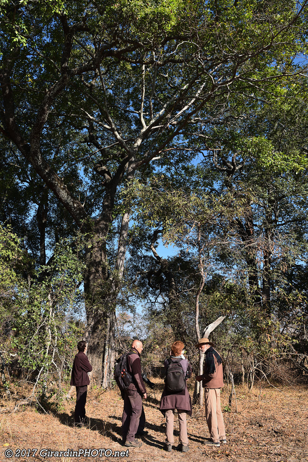 Observation des arbres