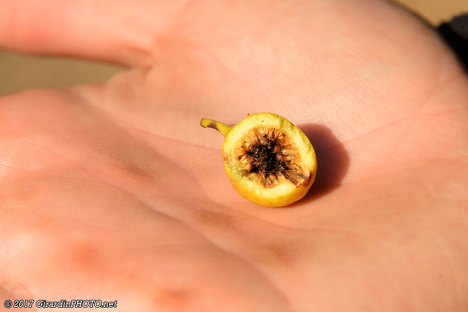 ... la petite figue sauvage