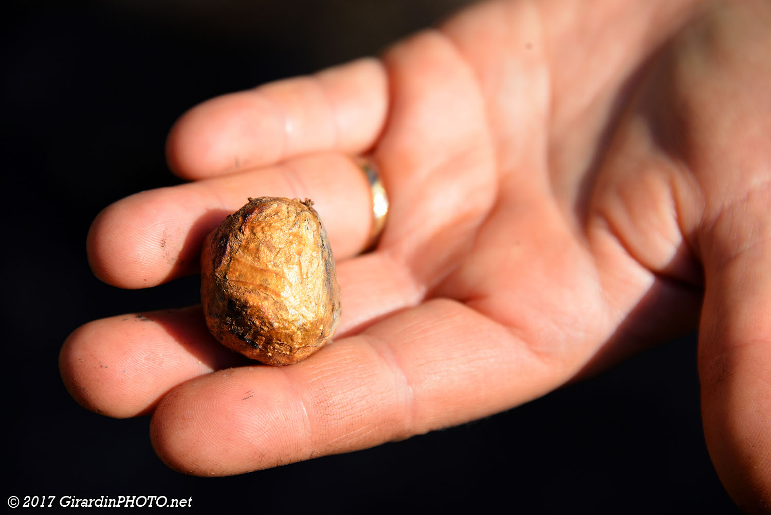 Il reste encore une prune de marula toute sèche