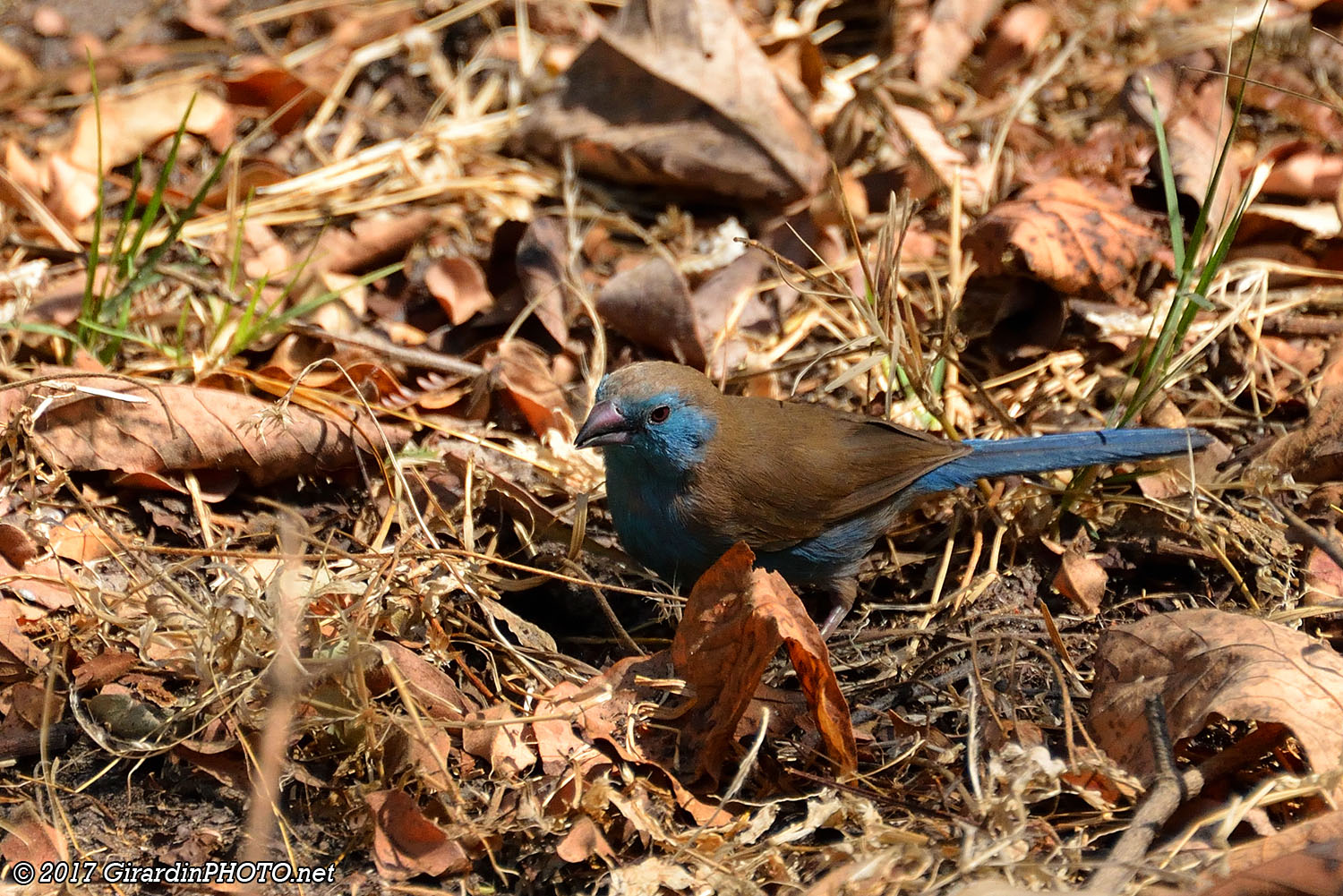 Astrild cordon-bleu au camp