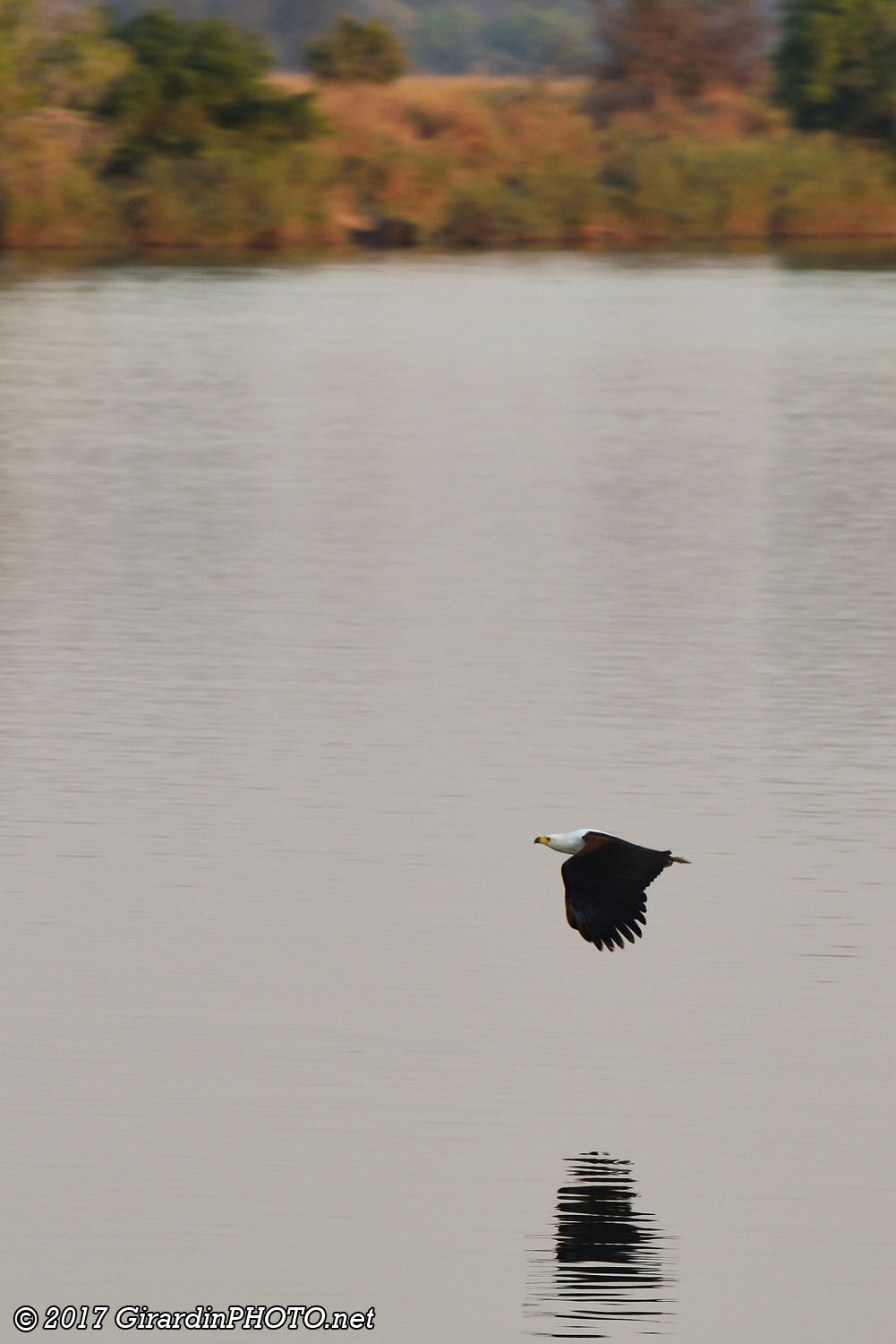 Aigle pêcheur vocifère