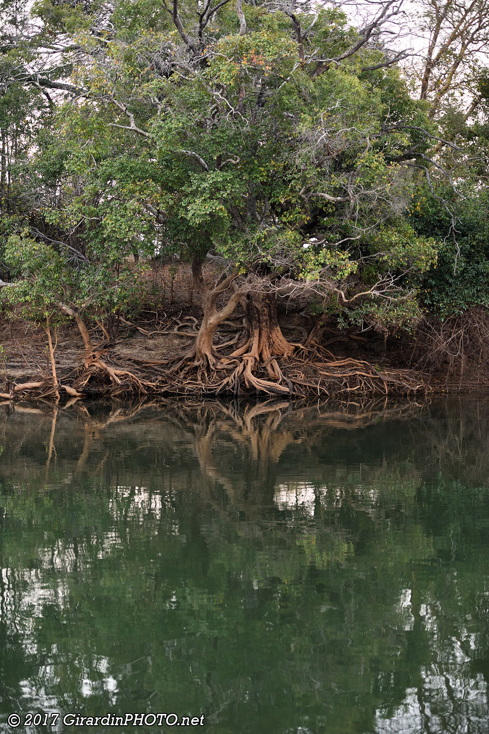 Les arbres cherchent l'eau