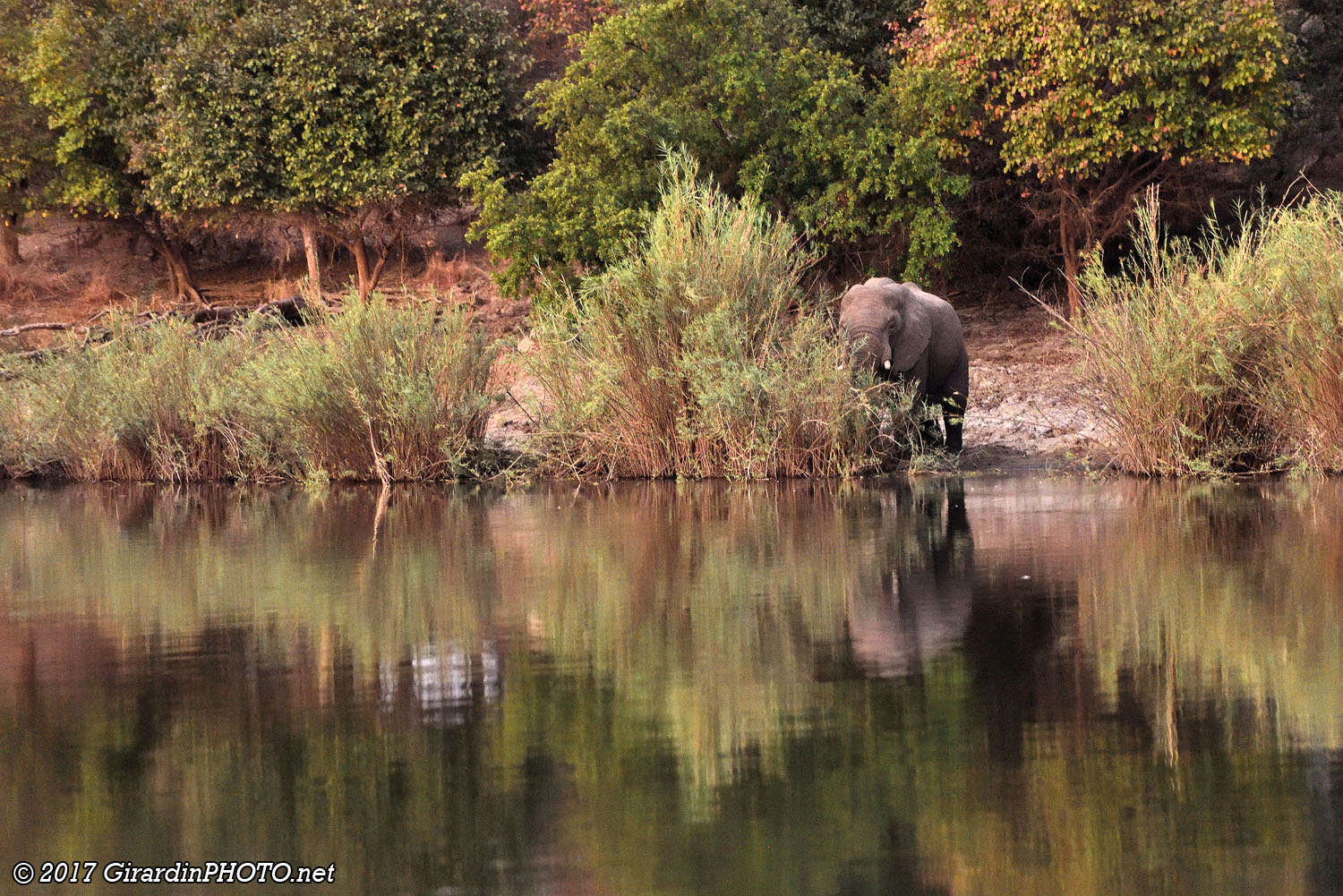 Eléphant au bord de la Kafue River