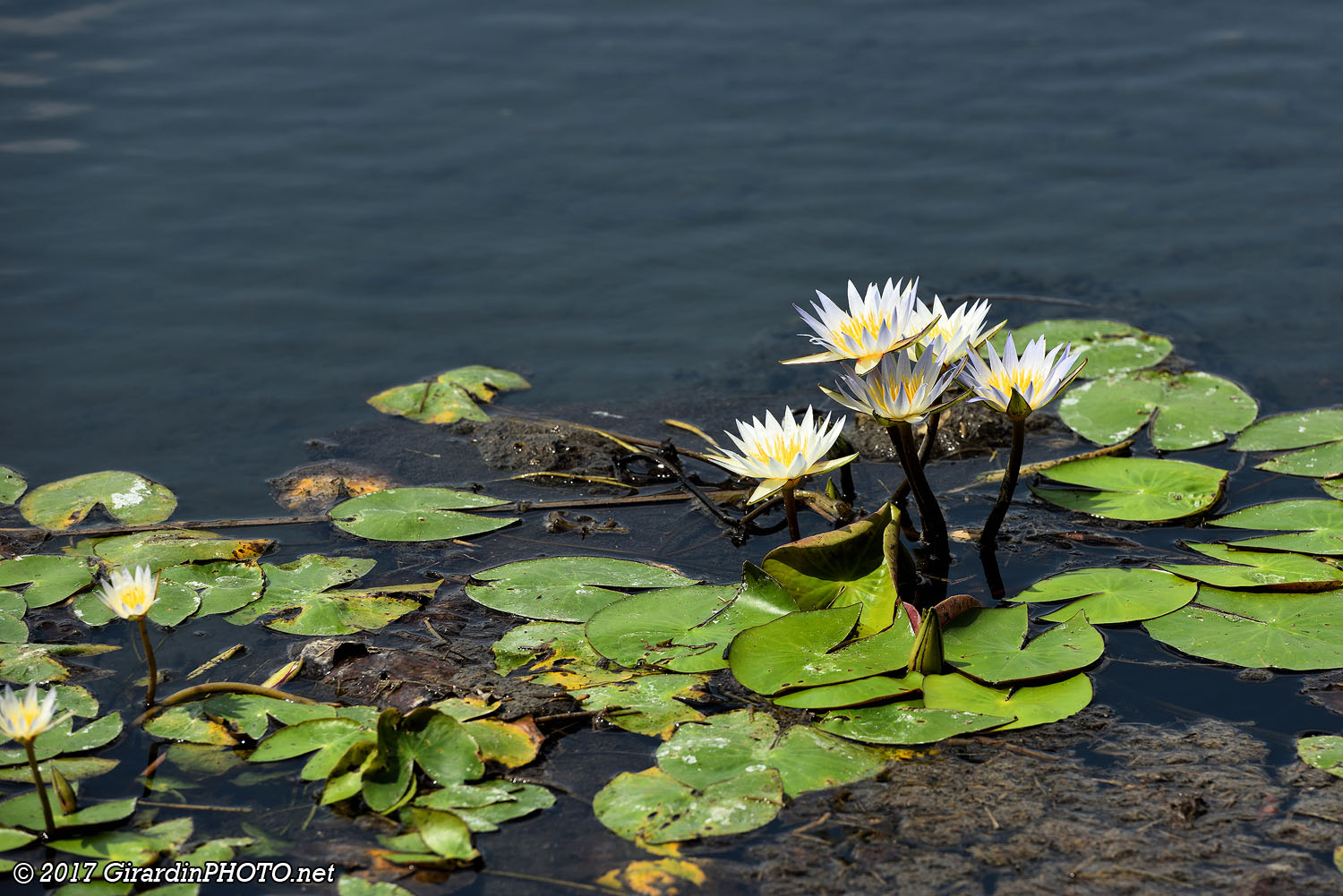 Blue Water Lily