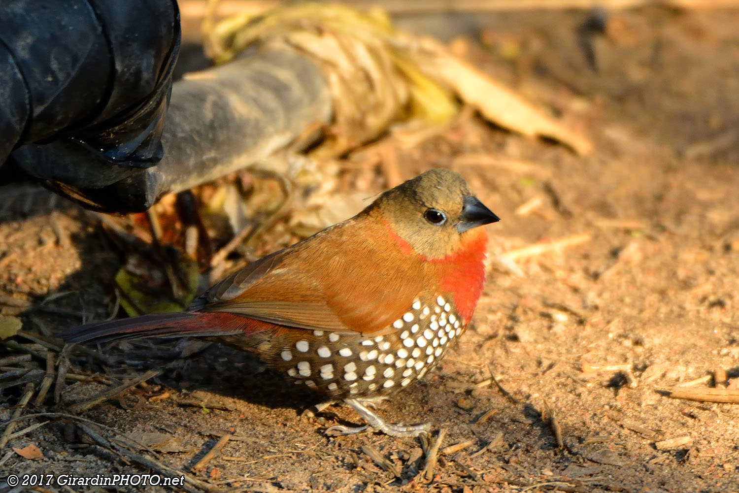 Petit oiseau de la famille des estrildidés