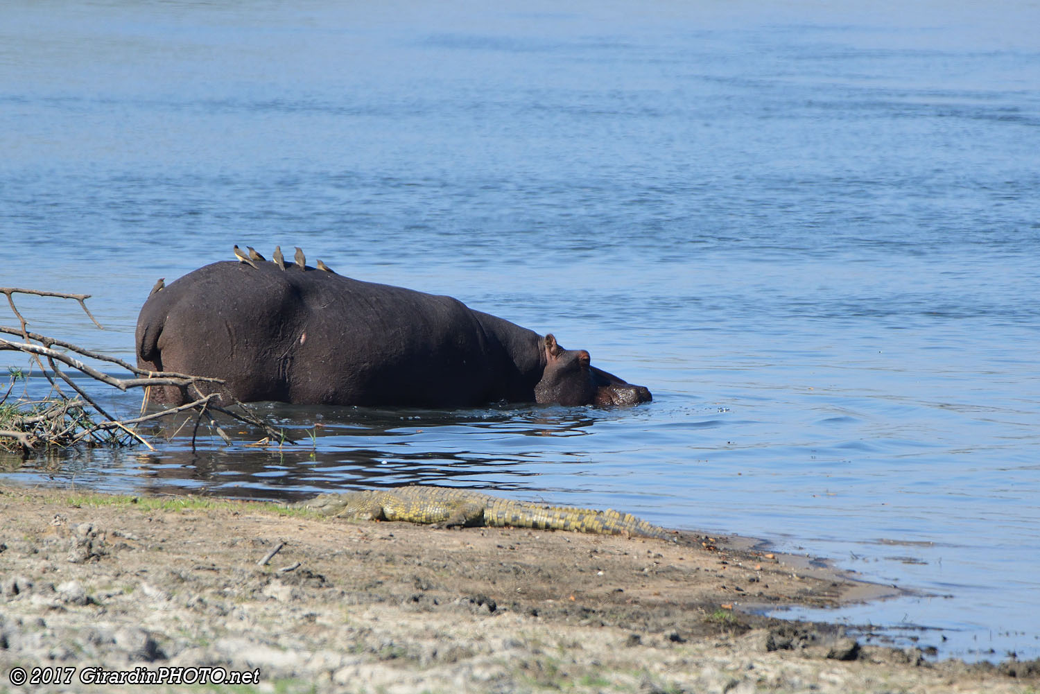 Pol Pot l'hippopotame et un croco devant McBride's Camp