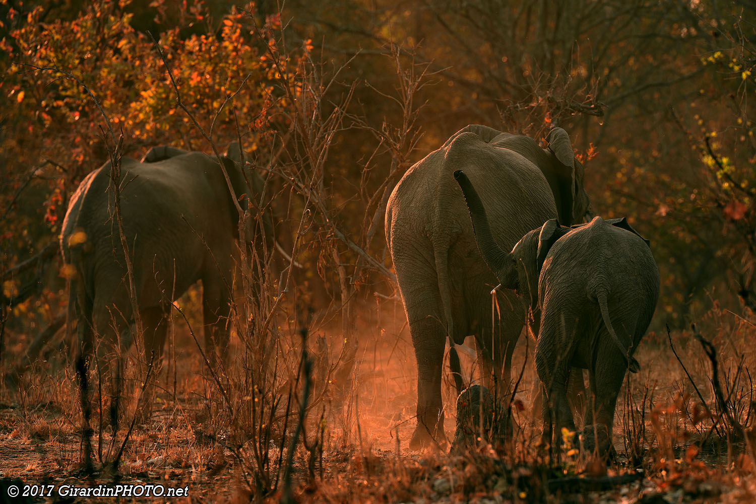 Eléphants au coucher du soleil