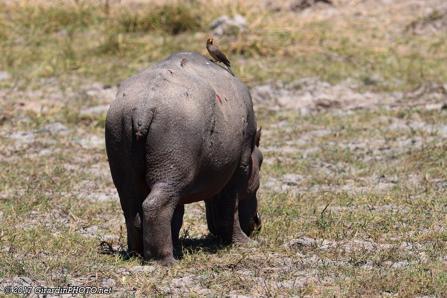 Jeune hippo et son pique-boeuf