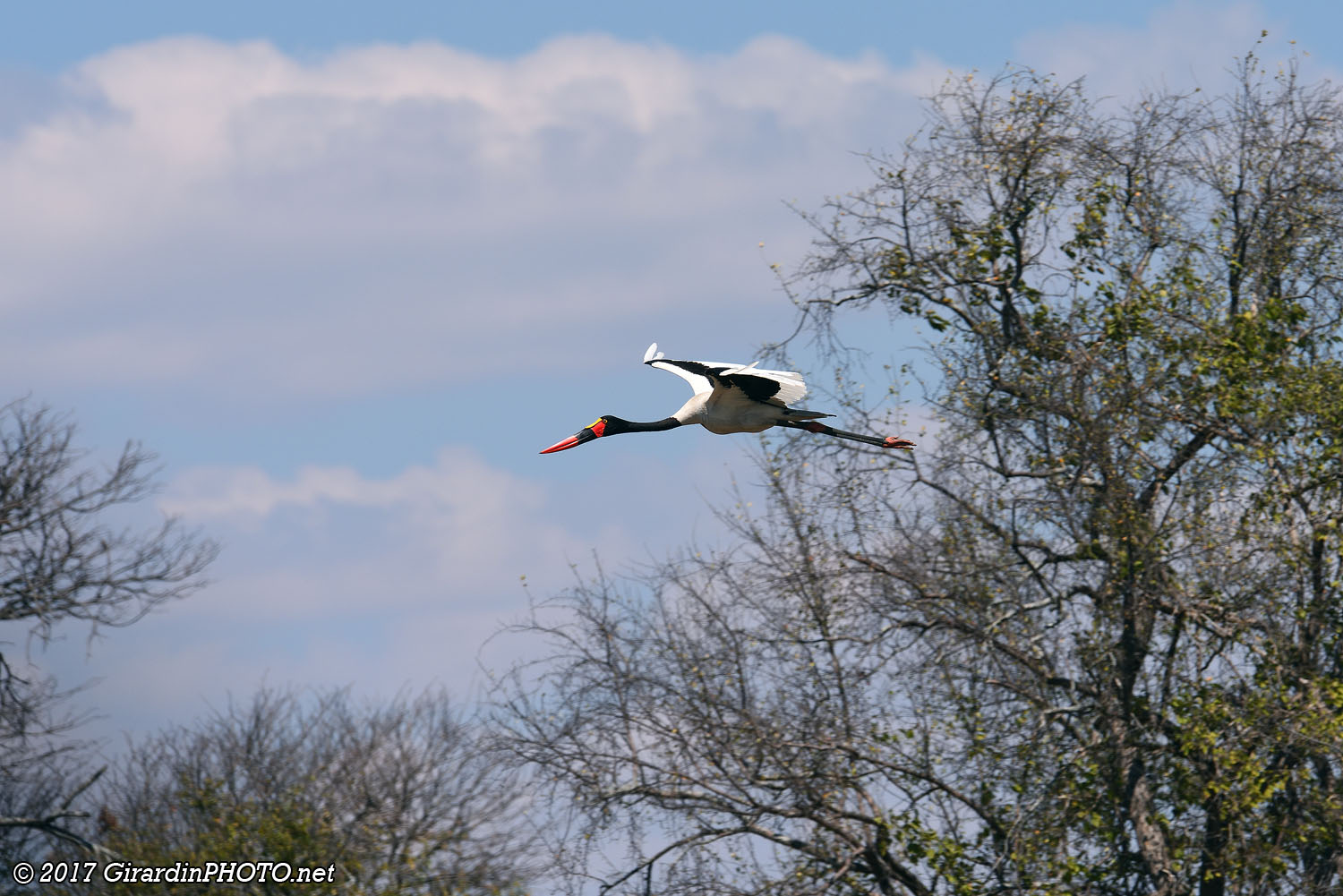 Jabiru du Sénégal